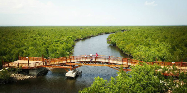 wisata hutan mangrove Kota Langsa