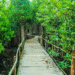 wisata hutan payau