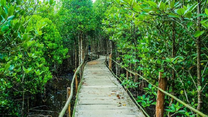 wisata hutan payau