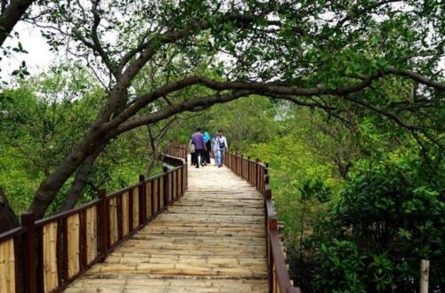 eco wisata mangrove gunung anyar