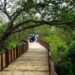 eco wisata mangrove gunung anyar