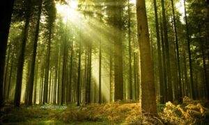 wisata hutan pinus