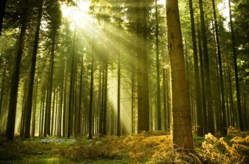 wisata hutan pinus