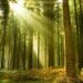 wisata hutan pinus