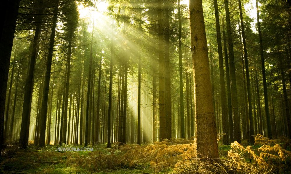 wisata hutan pinus